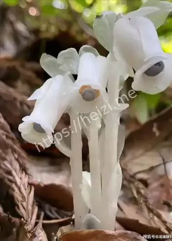 重庆冥界之花发现